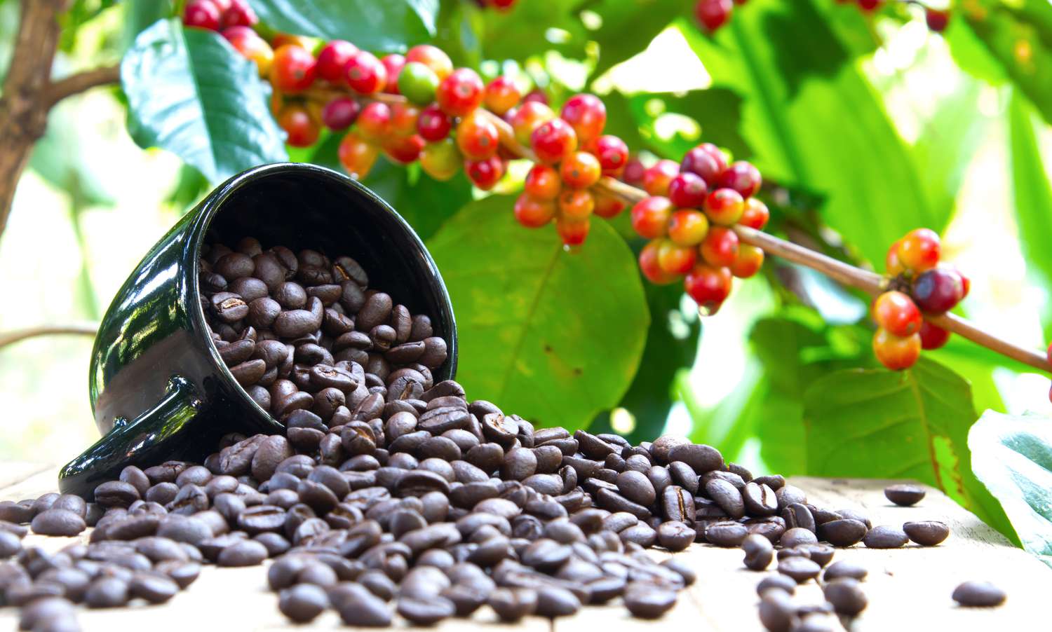 COFFEE
