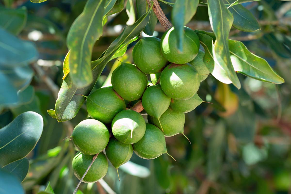MACADAMIA