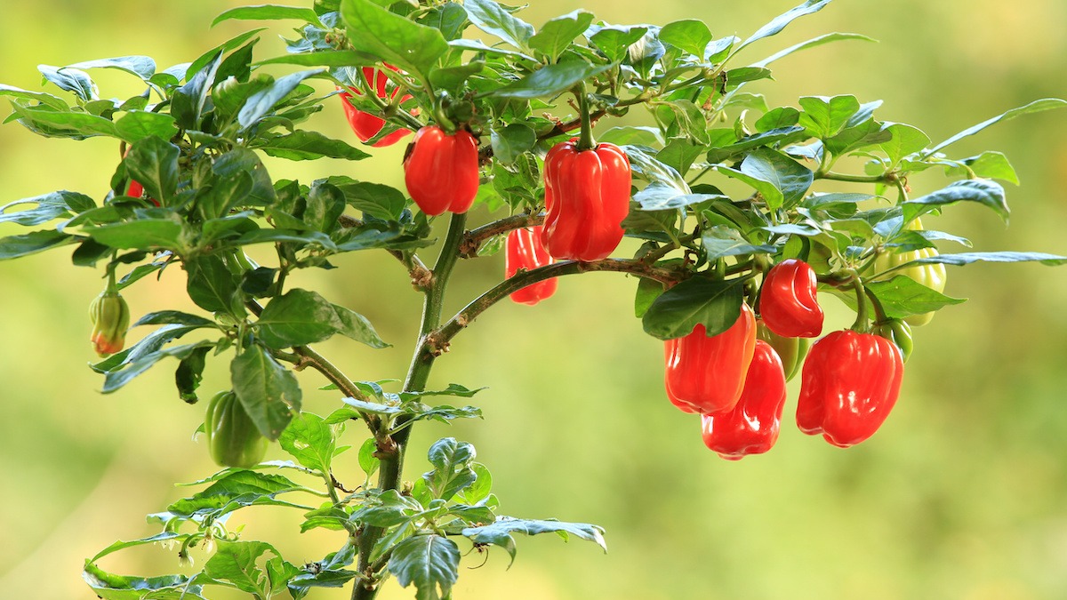 habanero-plant